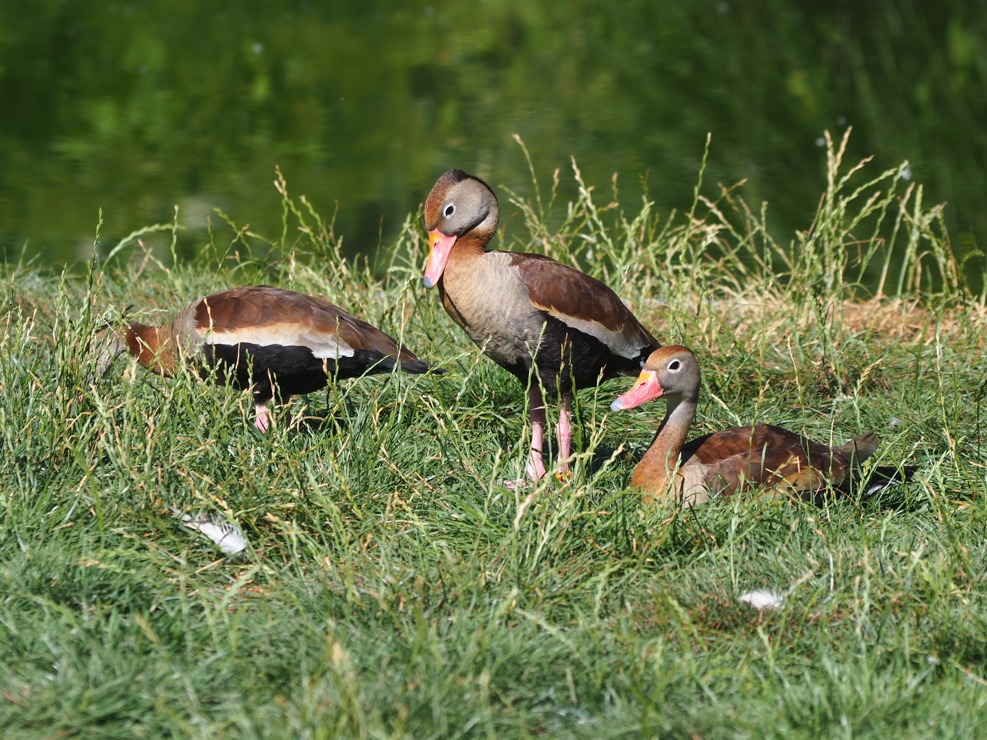 Black-bellied whistling ducks (Dendrocygna autumnalis)