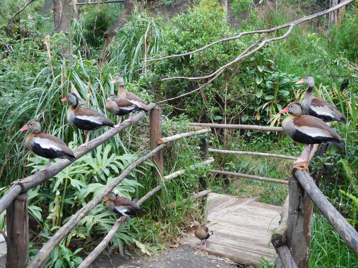 Black-bellied Whistling Ducks in the Amazonía Aviary