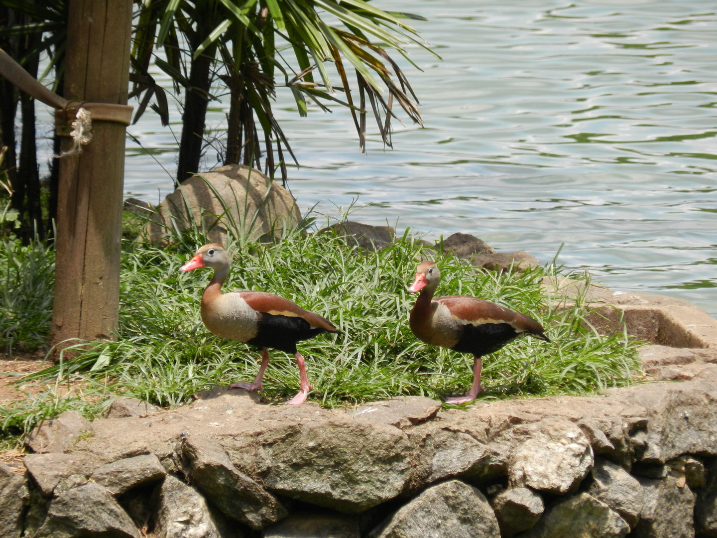 Black-bellied whistling ducks - Zoo São Paulo