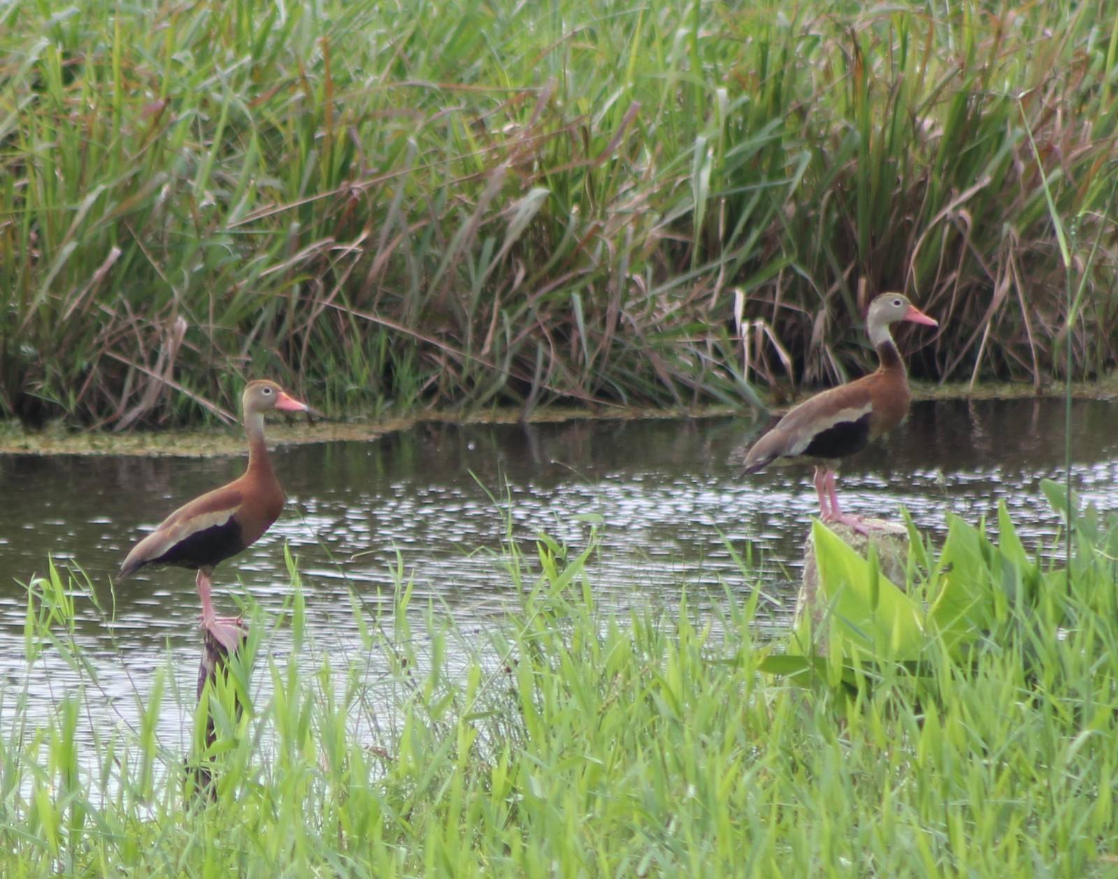 Black-bellied whistling ducks