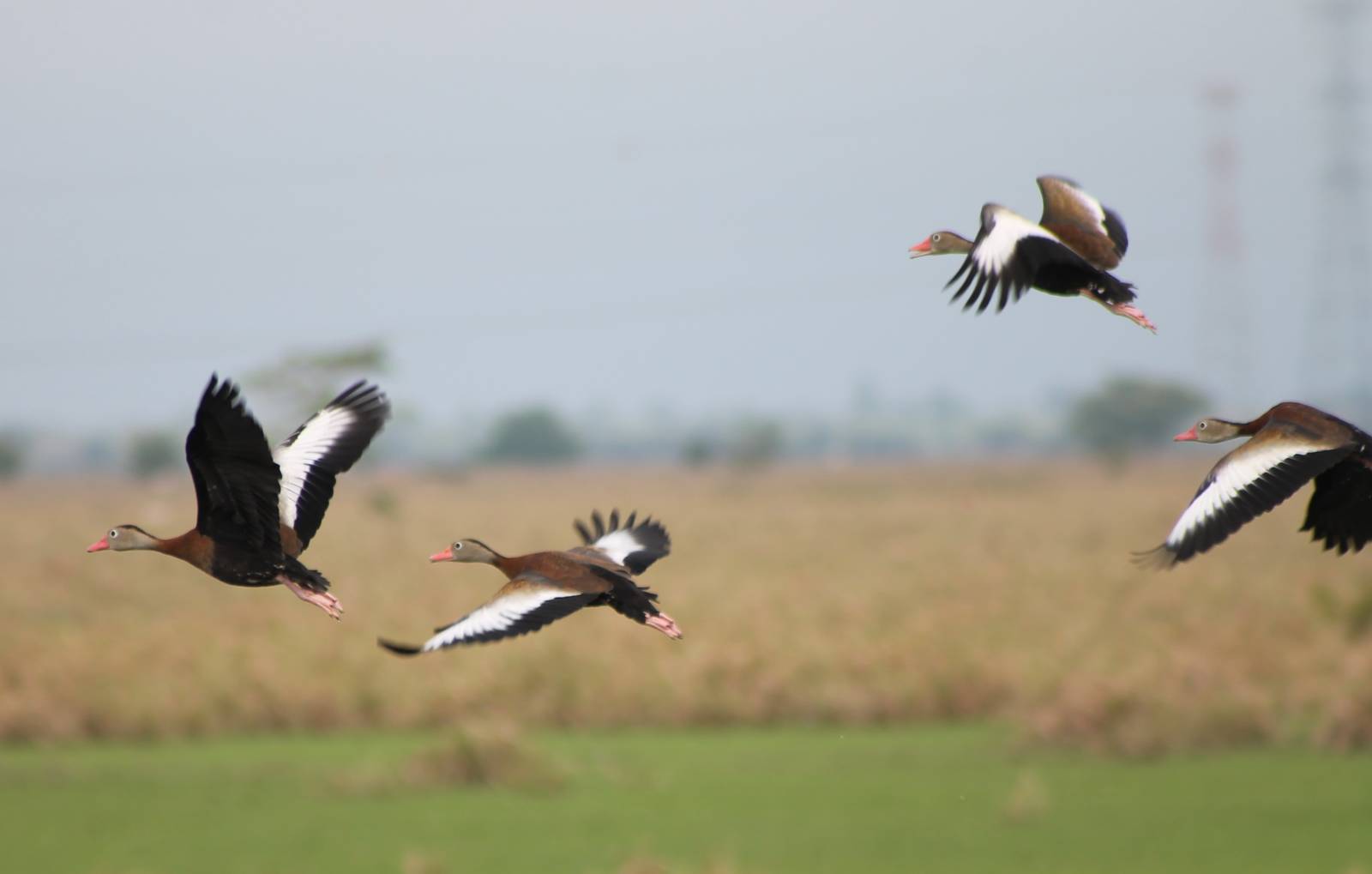 Black-bellied whistling ducks