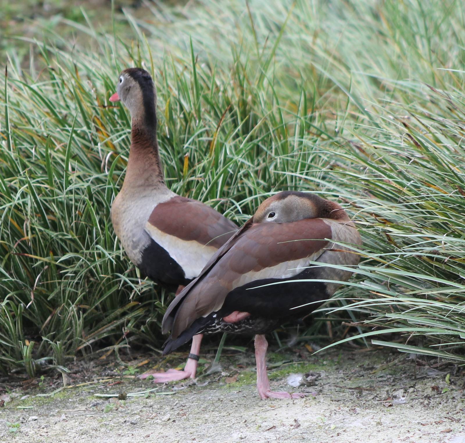 Black-bellied whistling ducks