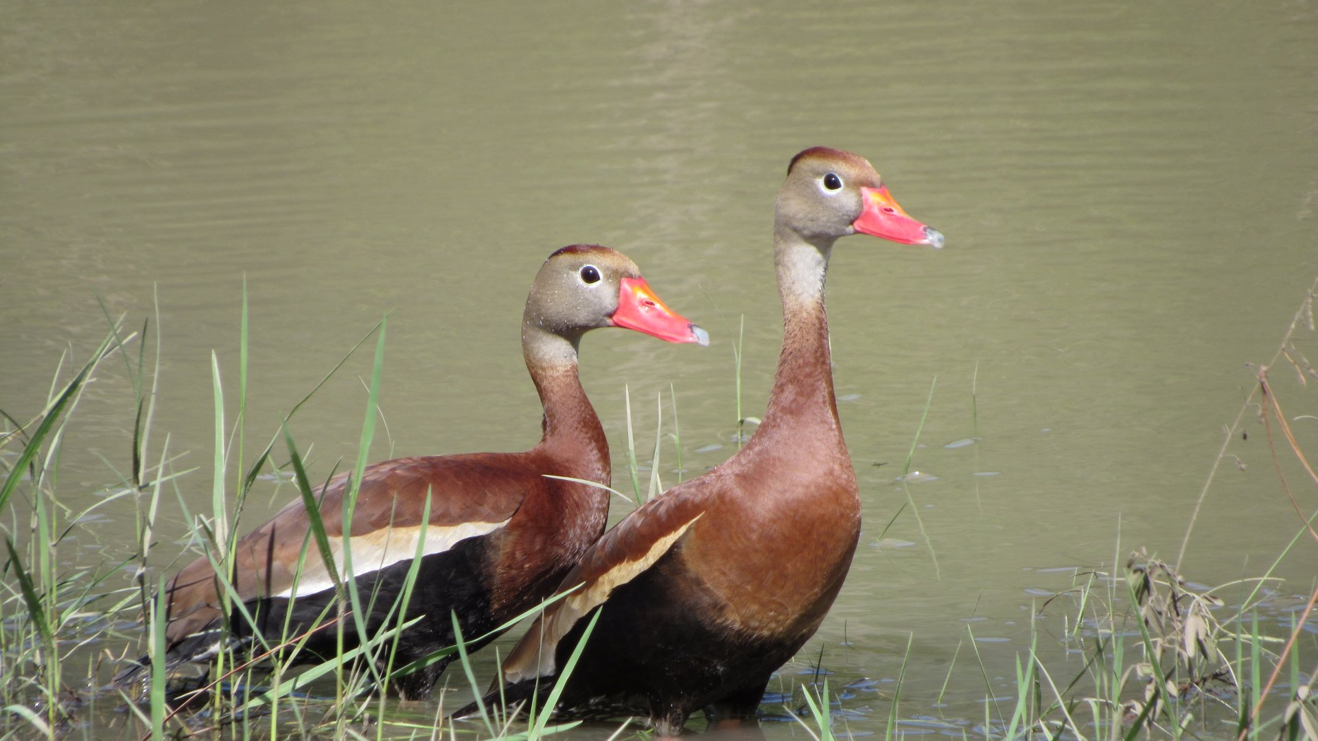 Black Bellied Whistling Ducks