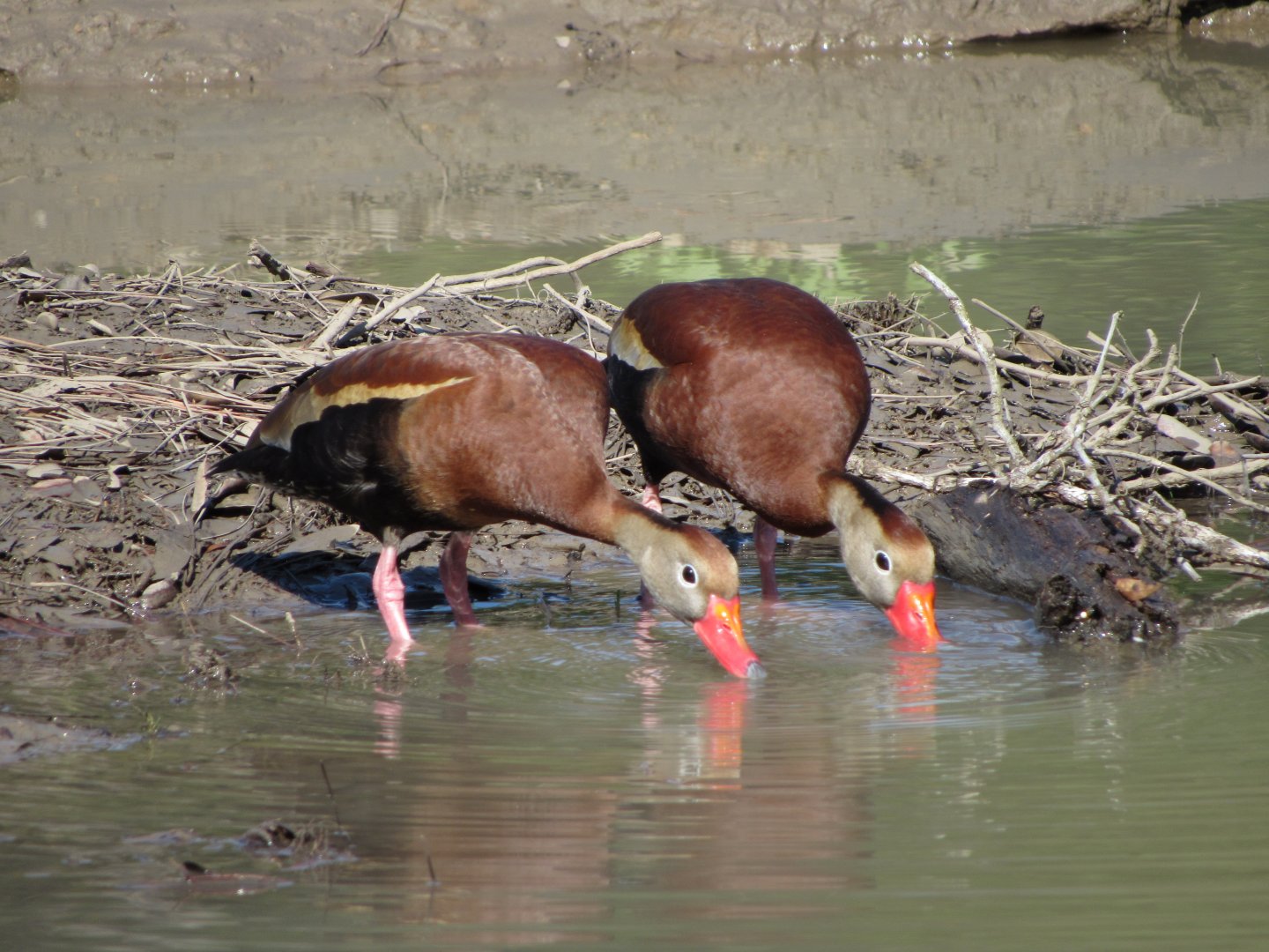 Black Bellied Whistling Ducks