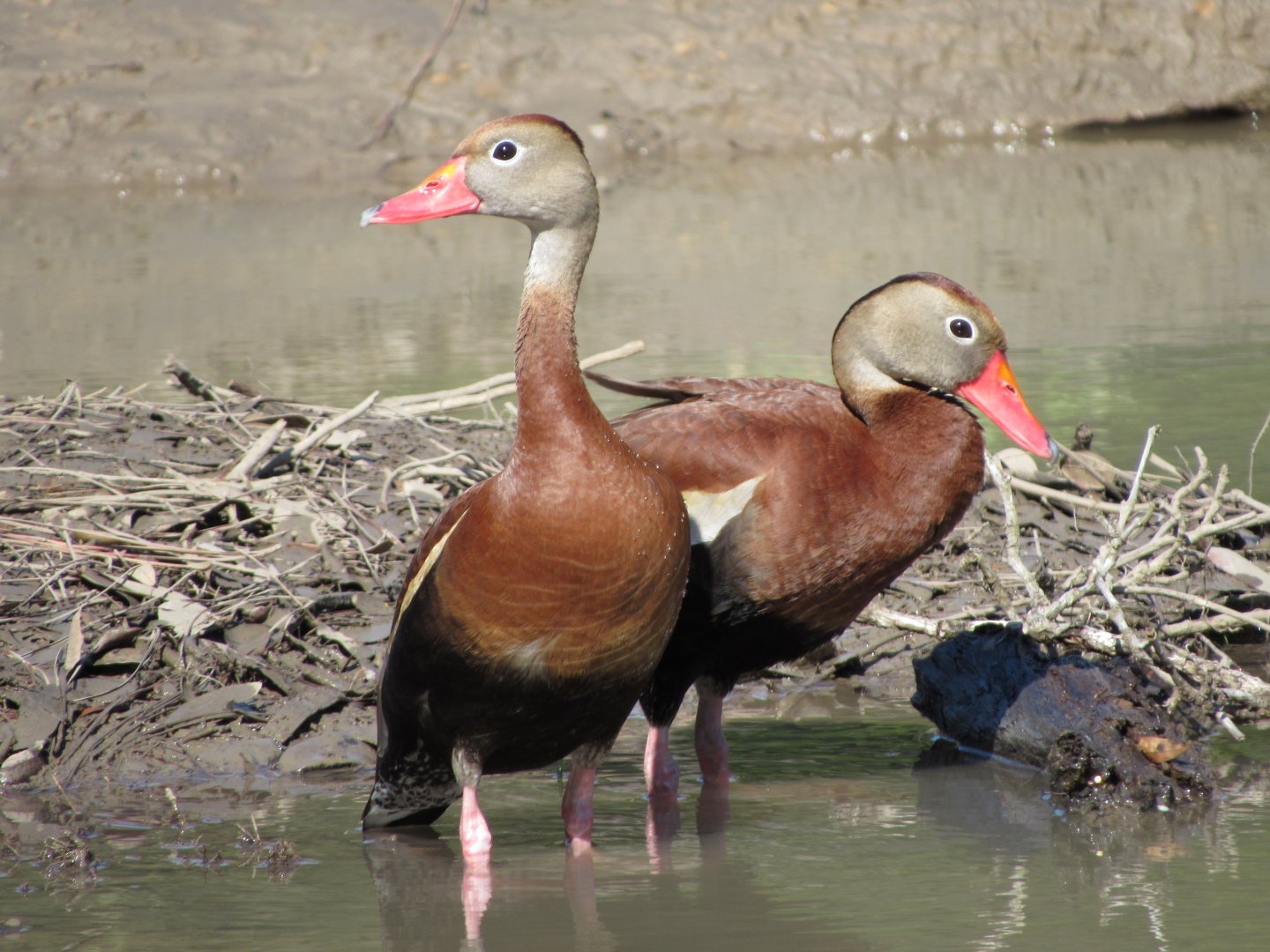 Black Bellied Whistling Ducks