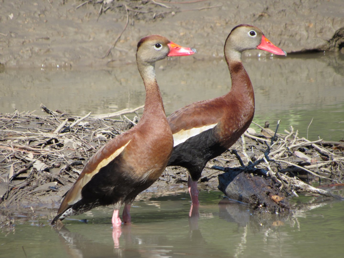 Black Bellied Whistling Ducks