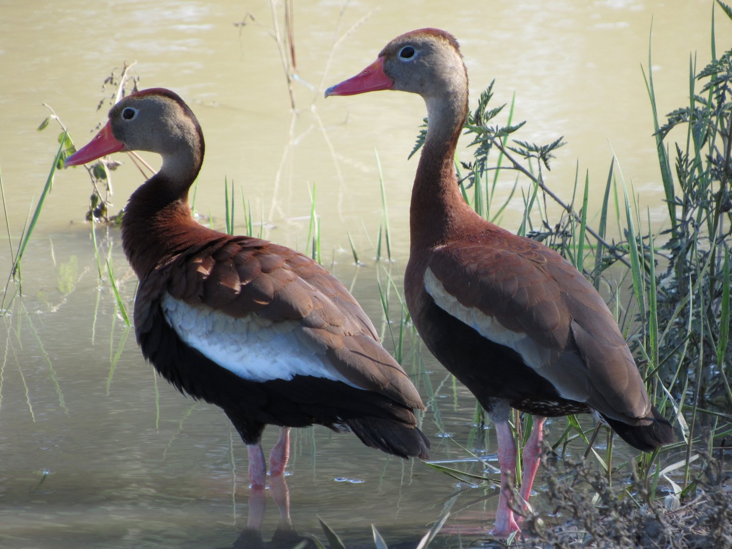 Black Bellied Whistling Ducks