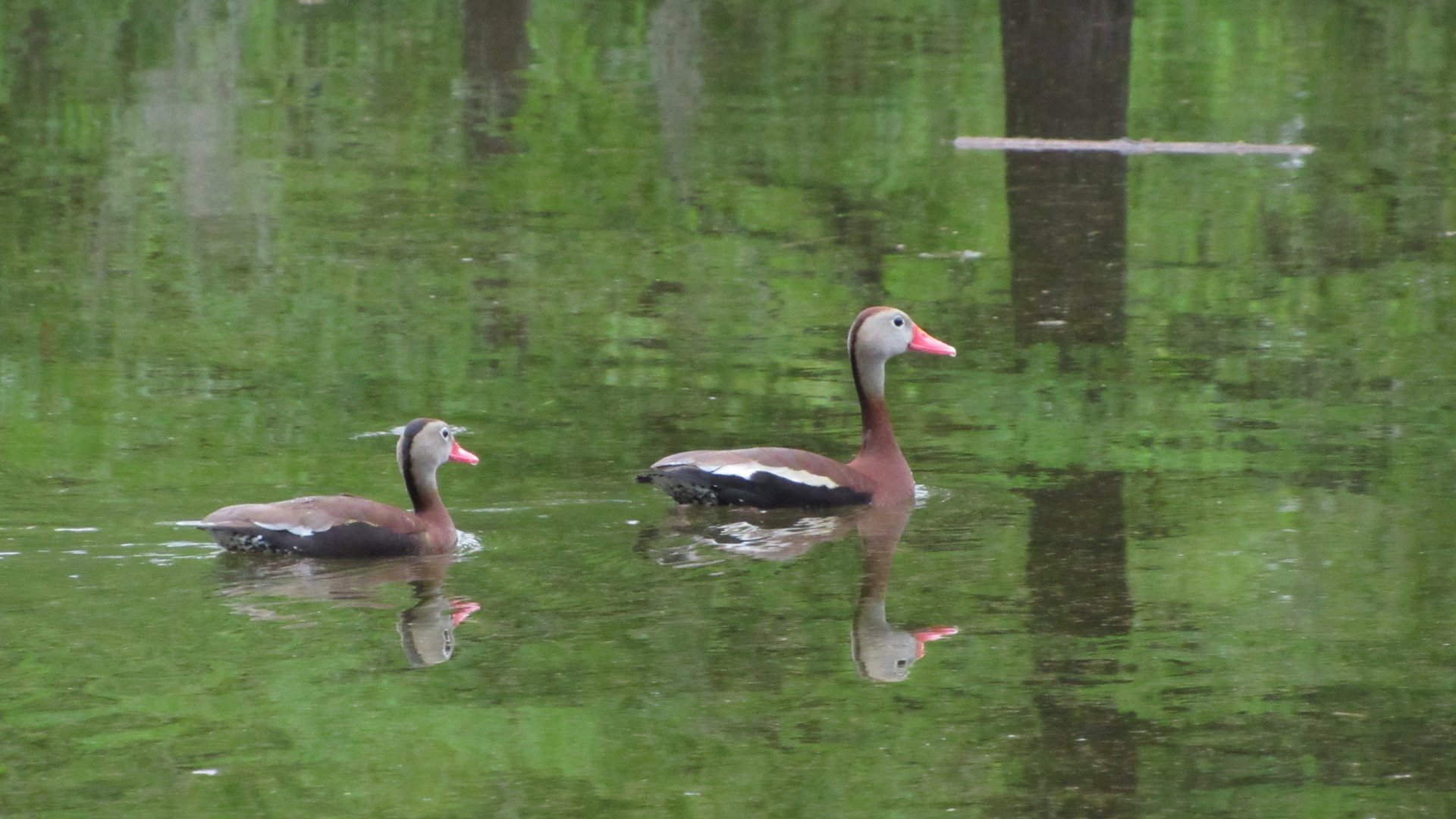 Black Bellied Whistling Ducks