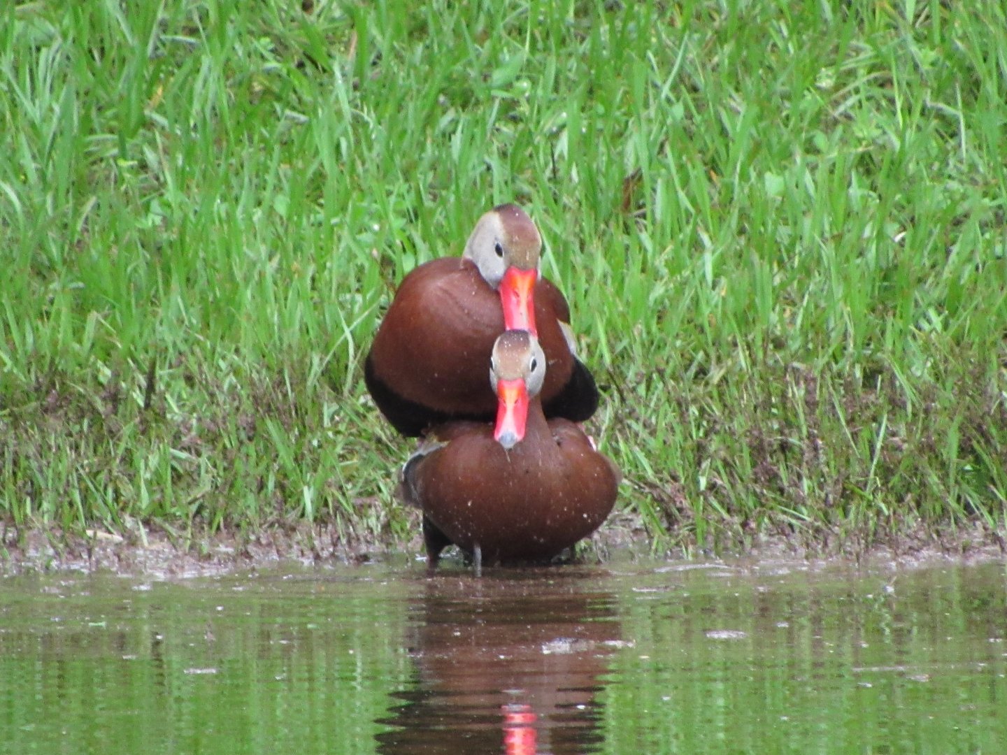 Black Bellied Whistling Ducks
