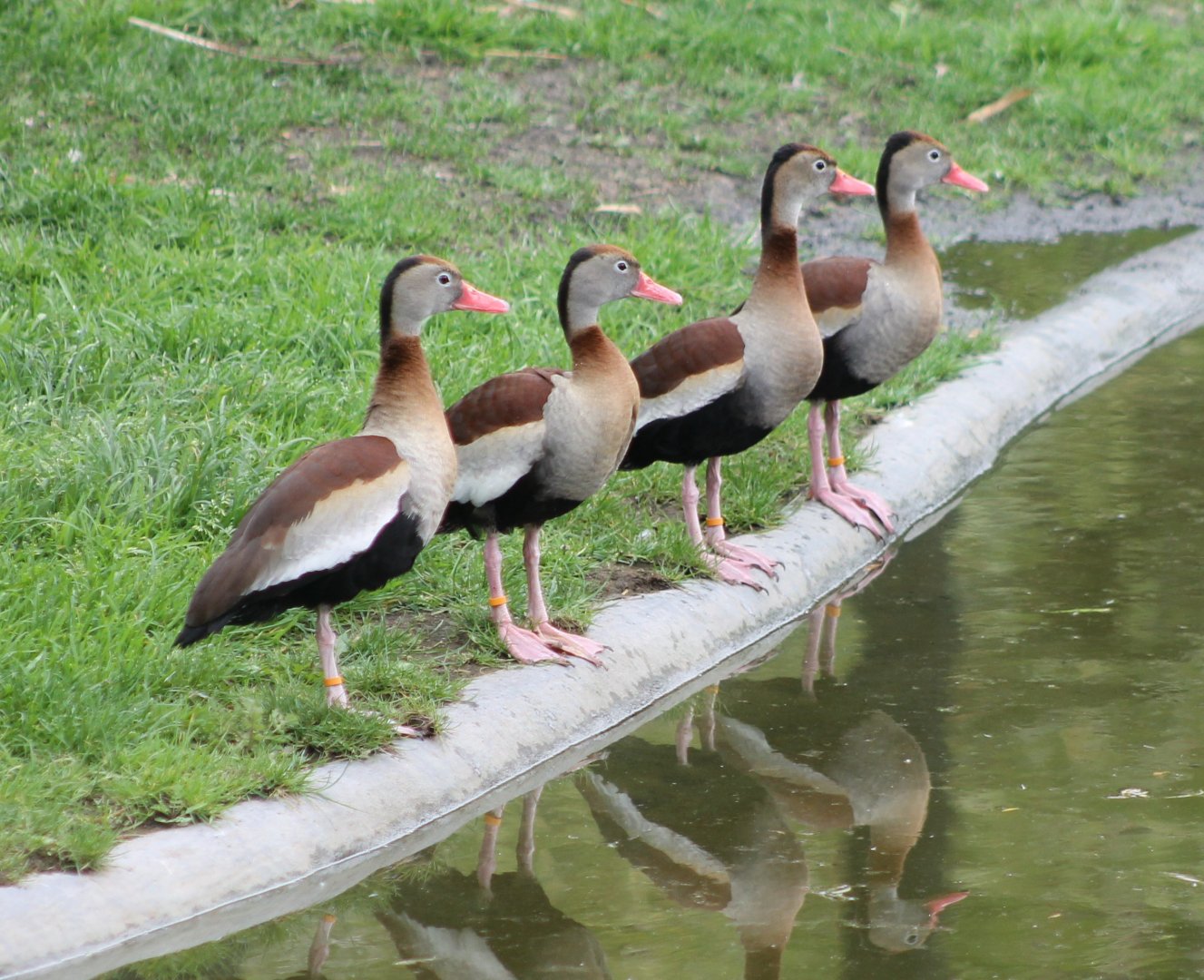 Black-bellied whistling ducks
