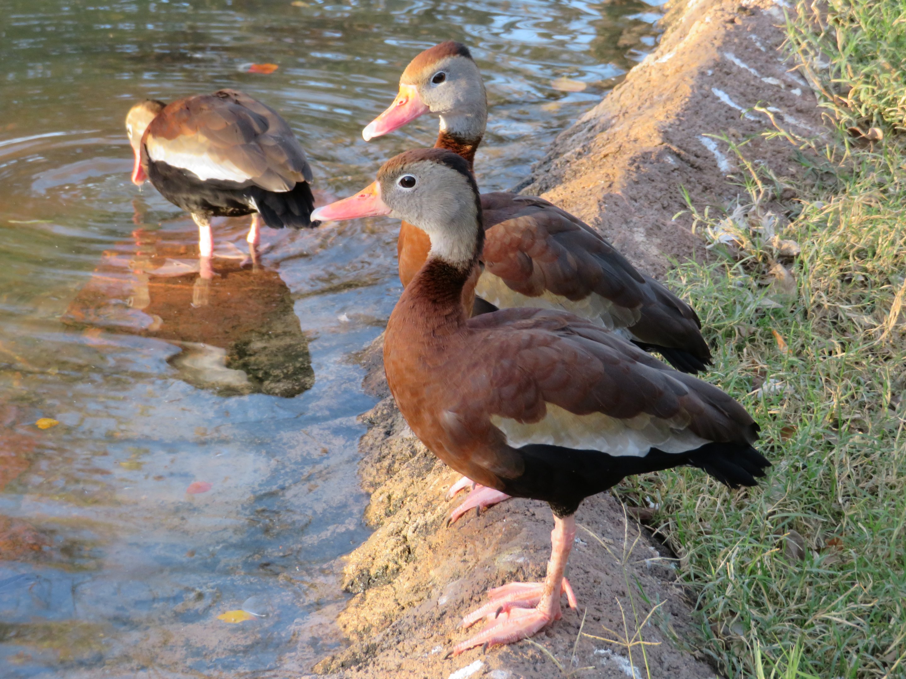 Black-bellied Whistling Ducks