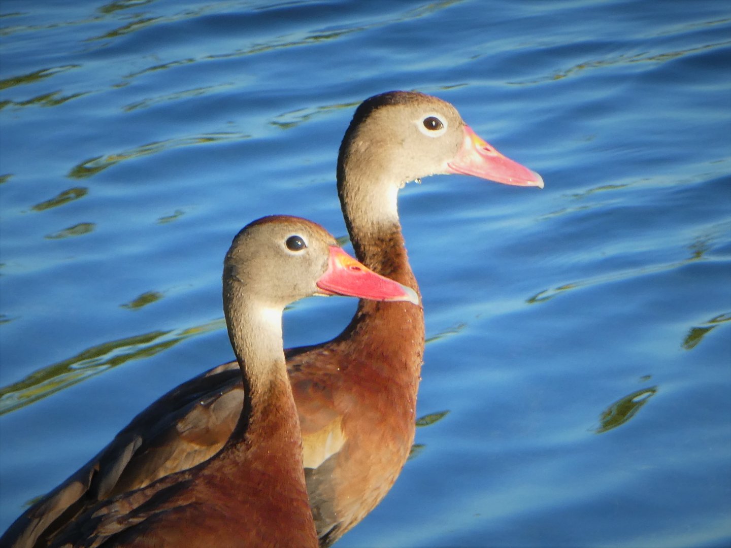 Black-bellied Whistling-Ducks