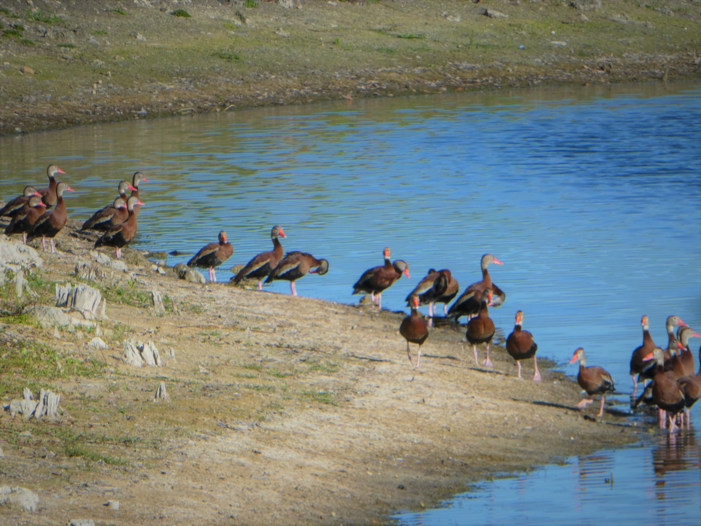 Black-bellied Whistling-Ducks