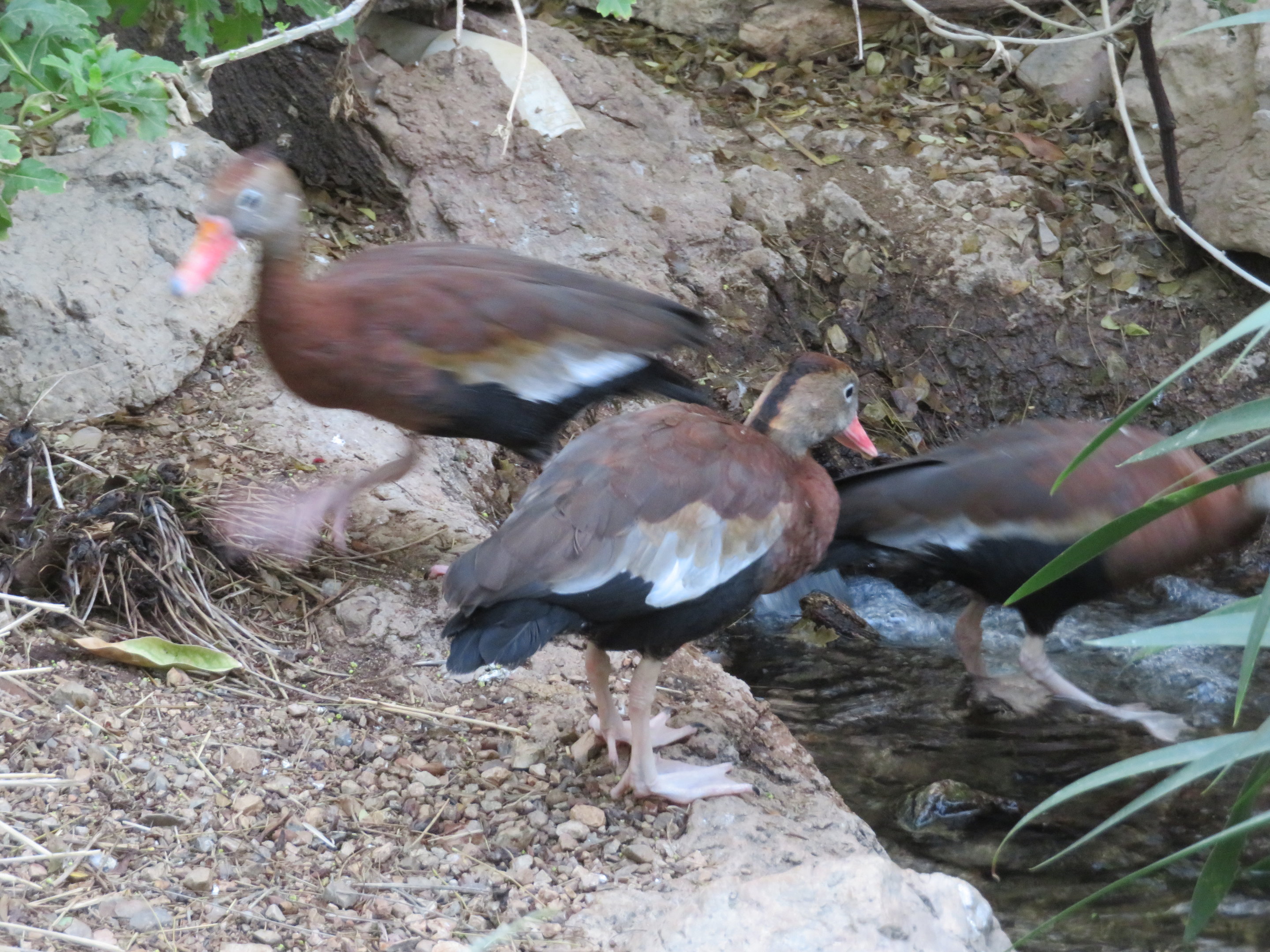 Black-bellied Whistling Ducks