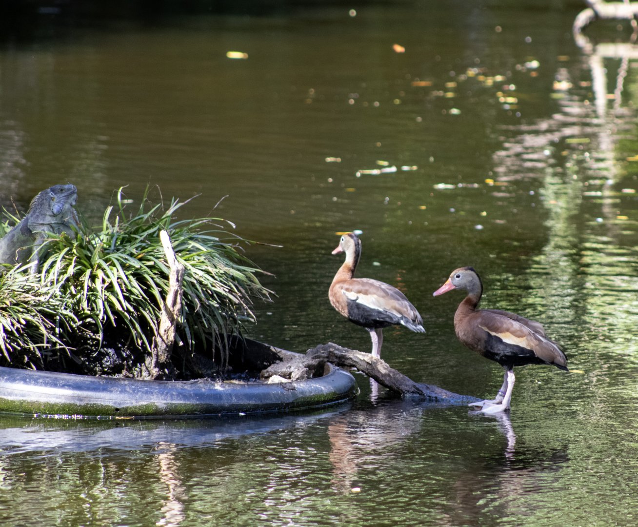 Black-bellied Whistling Ducks