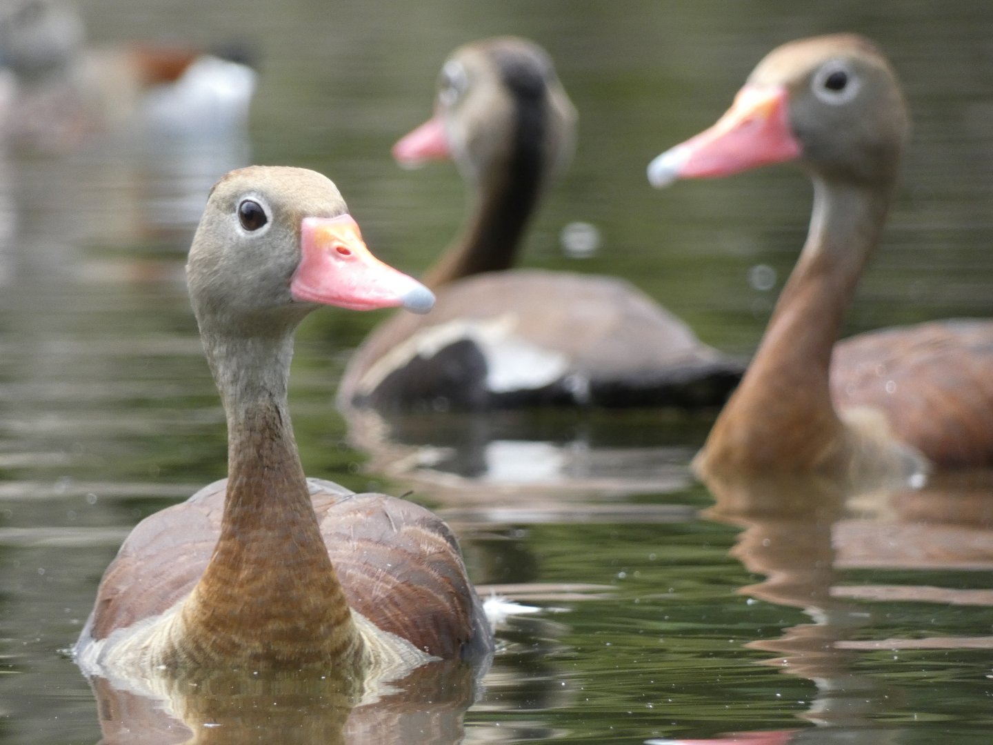 Black-bellied whistling ducks