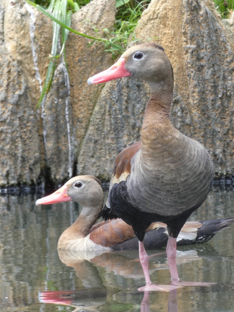 Black-bellied whistling ducks