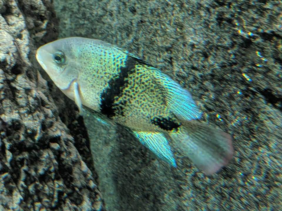 Black belt chichlid (Vieja maculicauda)