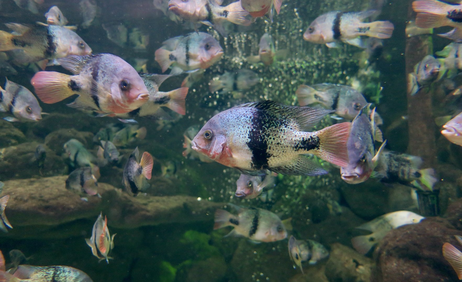 Black Belt Cichlid (Vieja maculicauda)