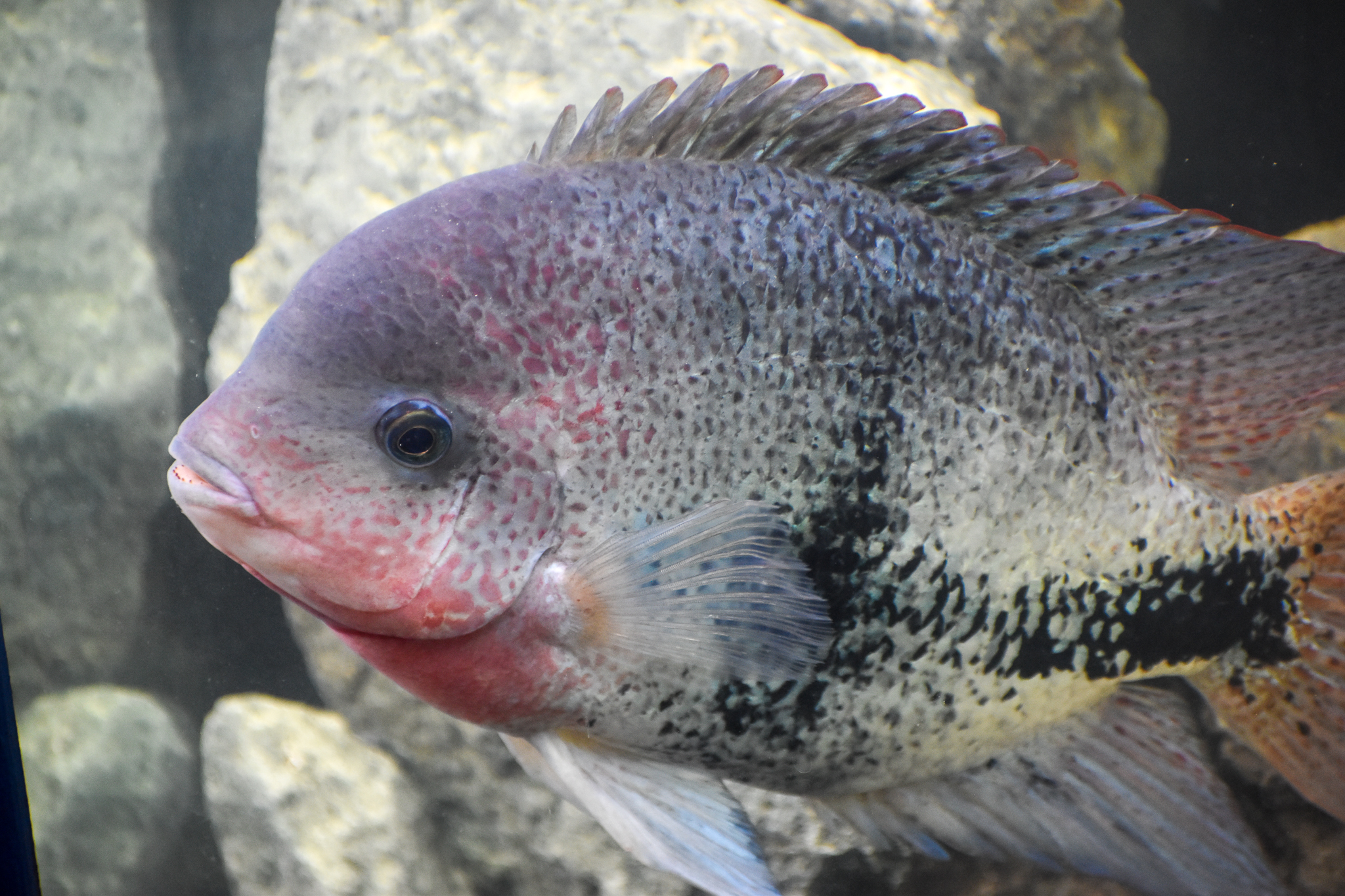 Black Belt Cichlid