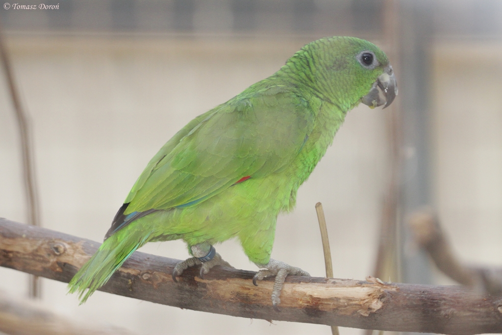 Black-billed Amazon (Amazona agilis)