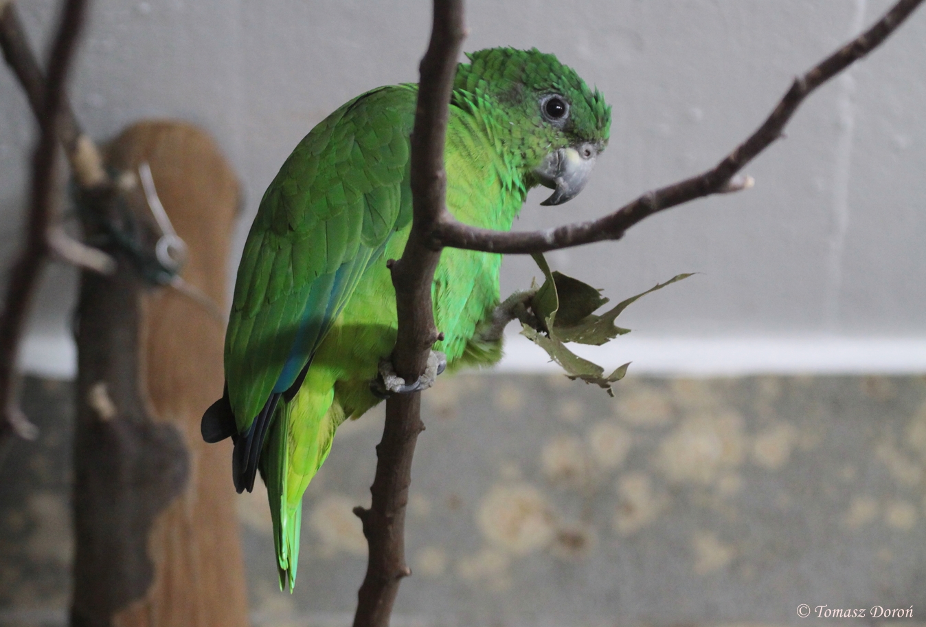 Black-billed Amazon (Amazona agilis)