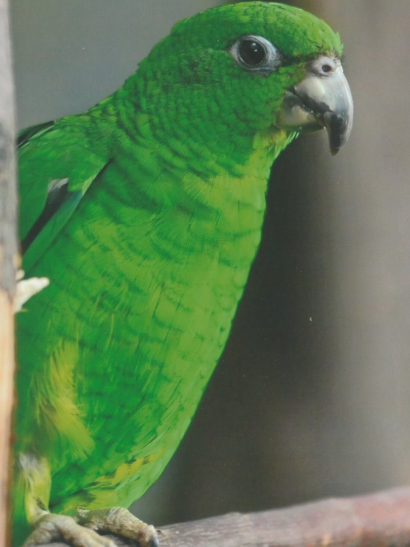 Black billed Amazon  Amazona agilis