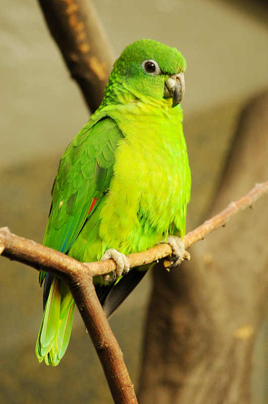 Black-billed amazon at Wuppertal