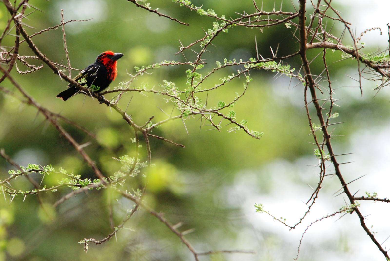 Black-billed Barbet in Awash NP, 12/10/14