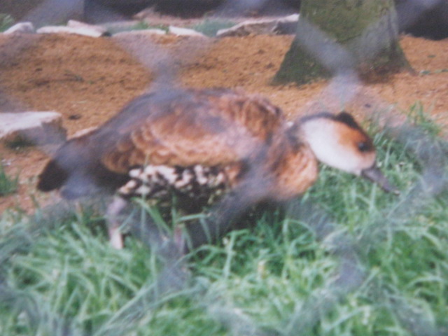 Black-billed Chilean Whistling or Tree Duck.