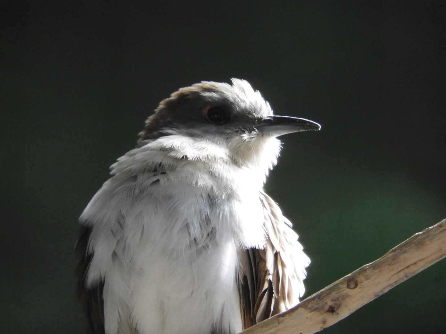 Black-Billed Cuckoo (Coccyzus erythropthalmus)