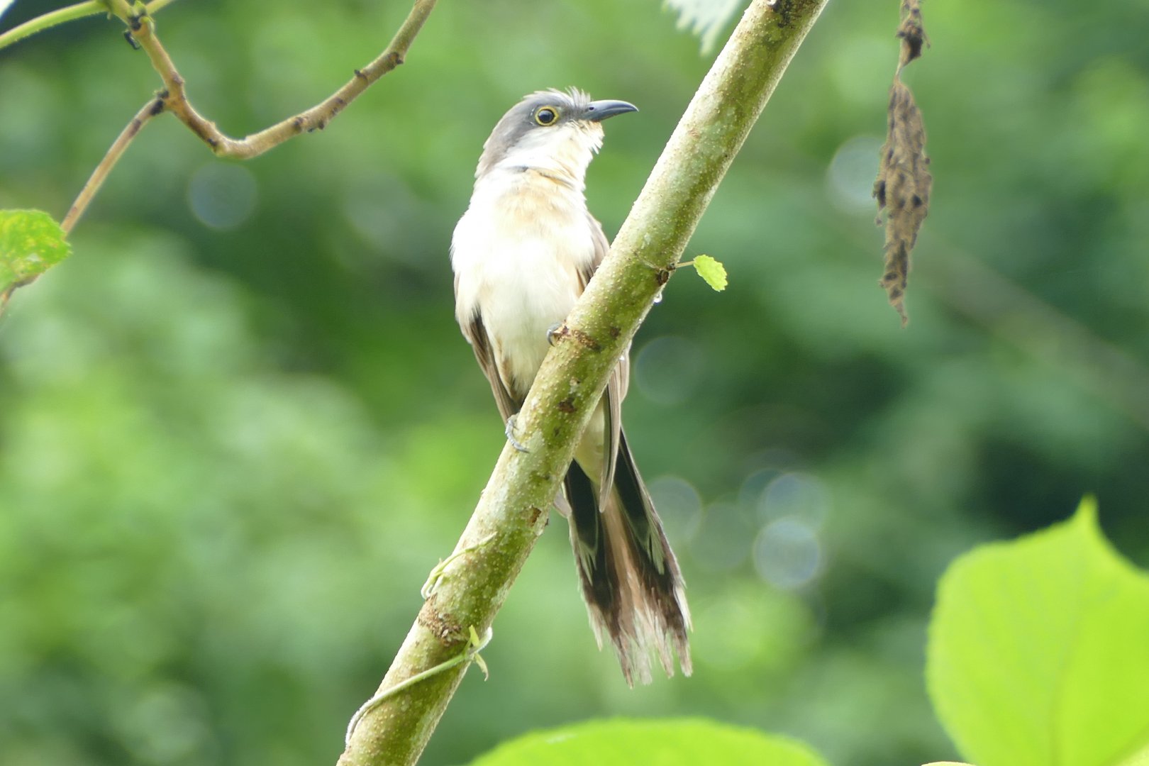 Black-billed Cuckoo