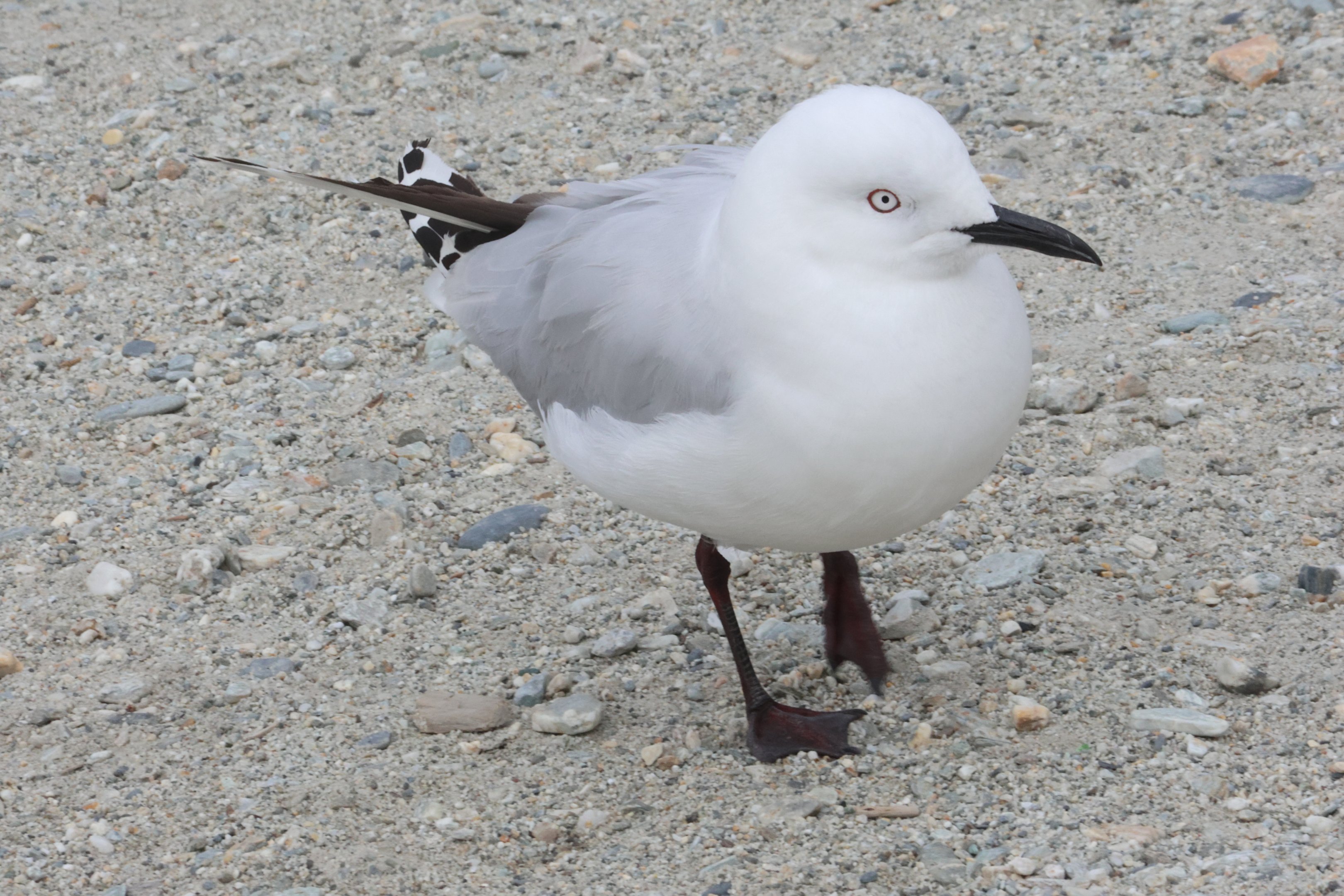 Black-billed Gull (Chroicocephalus bulleri), Lake Wakatipu, Queenstown