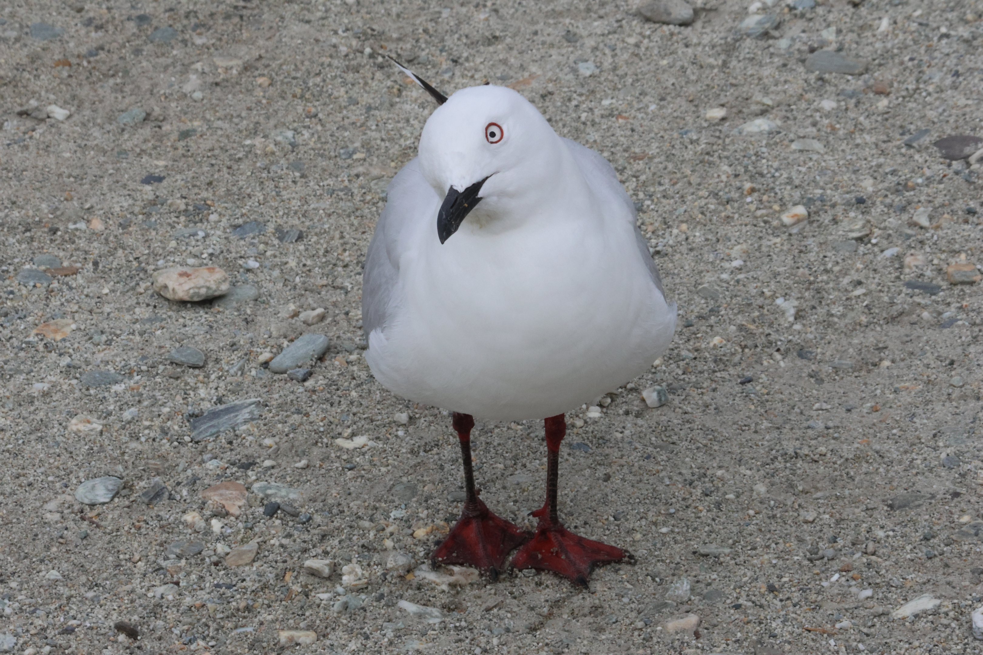 Black-billed Gull (Chroicocephalus bulleri), Lake Wakatipu, Queenstown