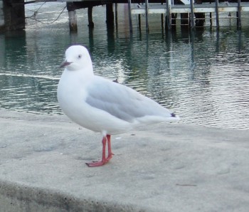Black-billed Gull (Larus bulleri)