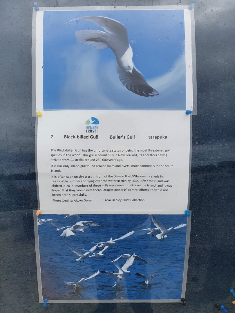 Black-billed Gull signage, Henley Lake