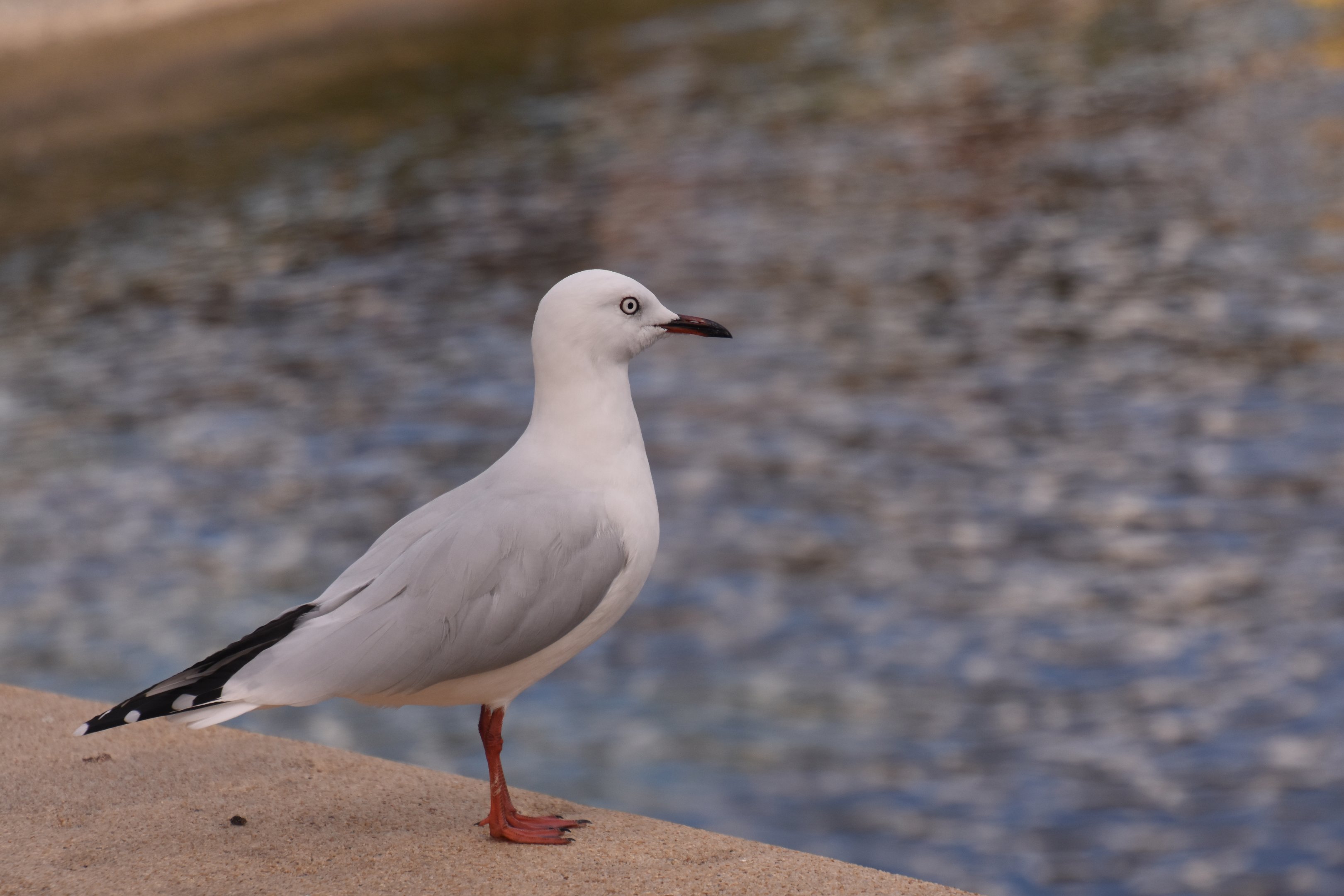 Black-billed gull