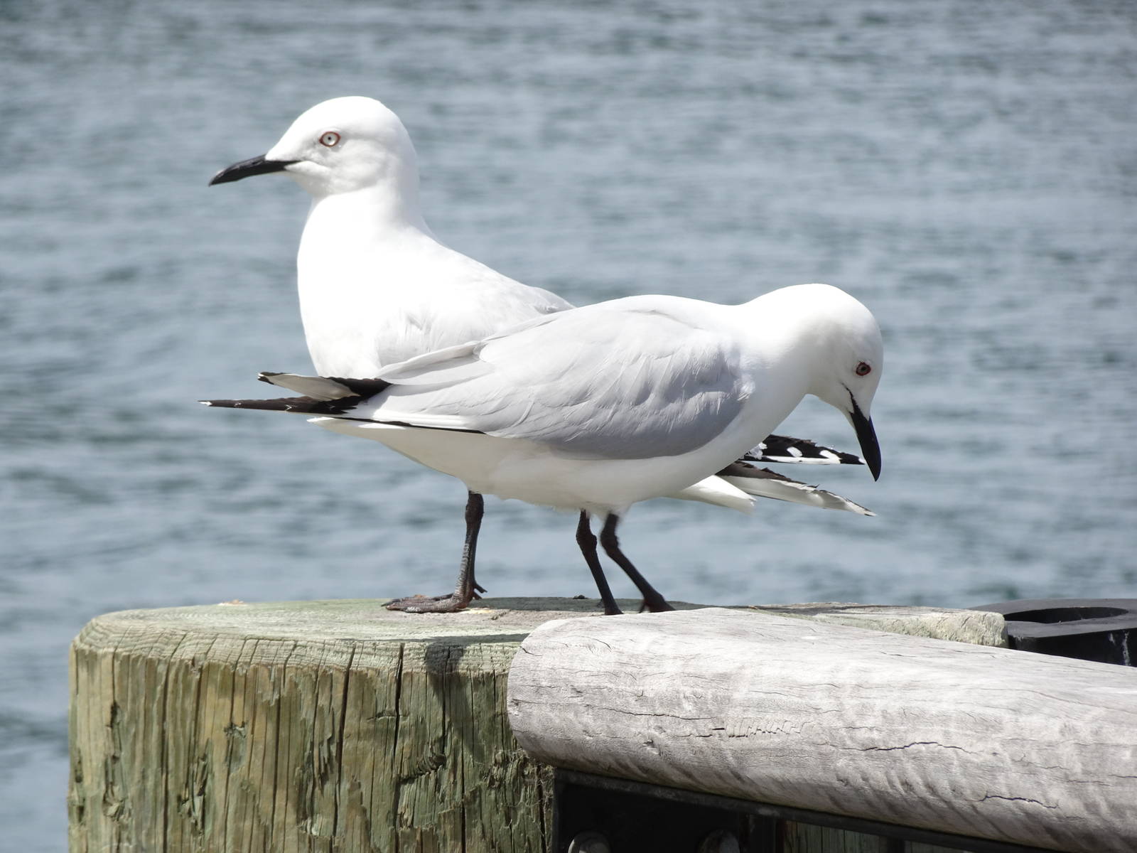 Black-billed Gulls, November 2015