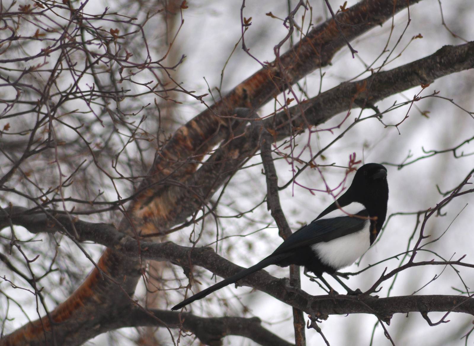 Black-billed Magpie - Alaska (Rabbit Creek)