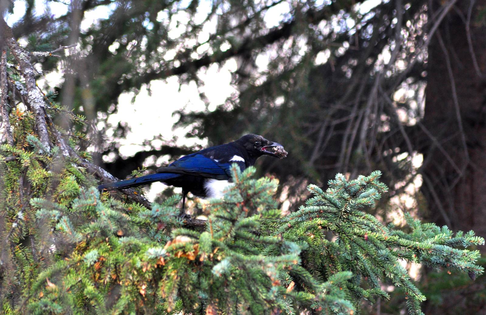 Black-billed Magpie - Alaska