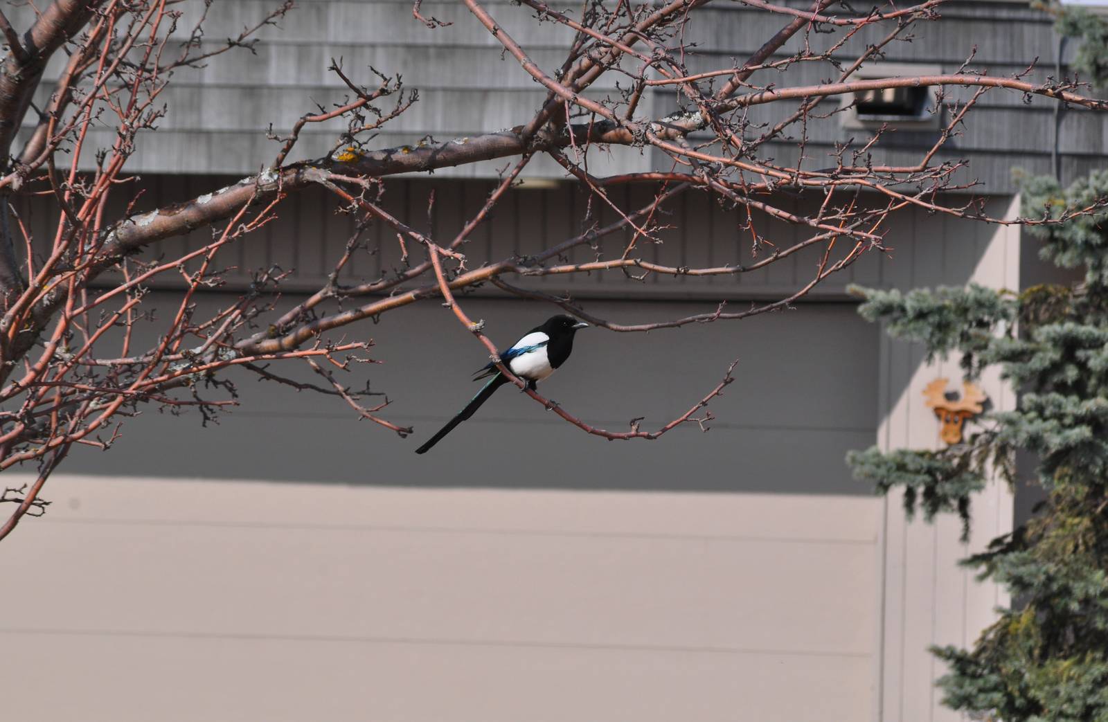 Black-billed Magpie - Alaska