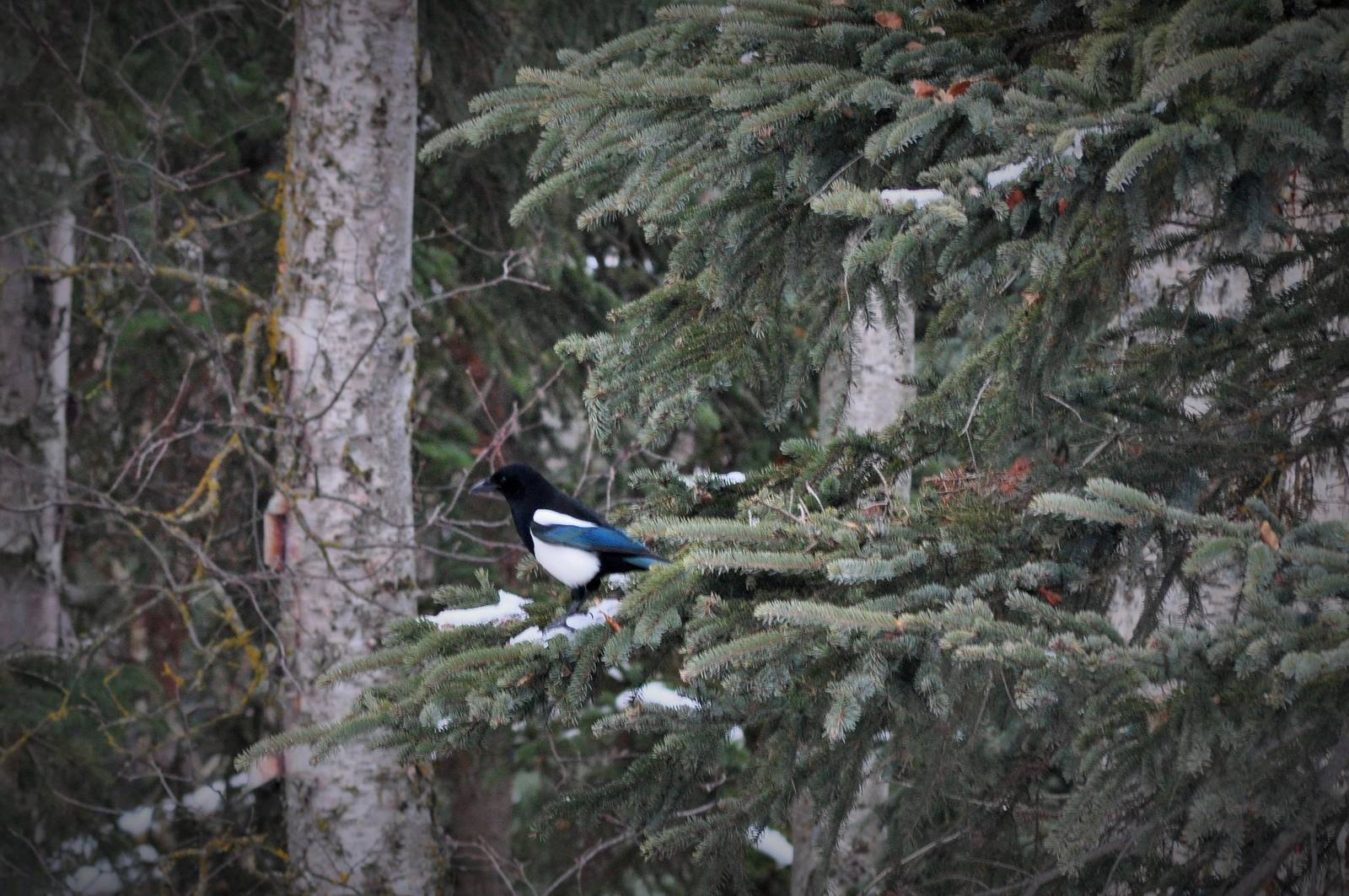 Black-billed Magpie - Alaska