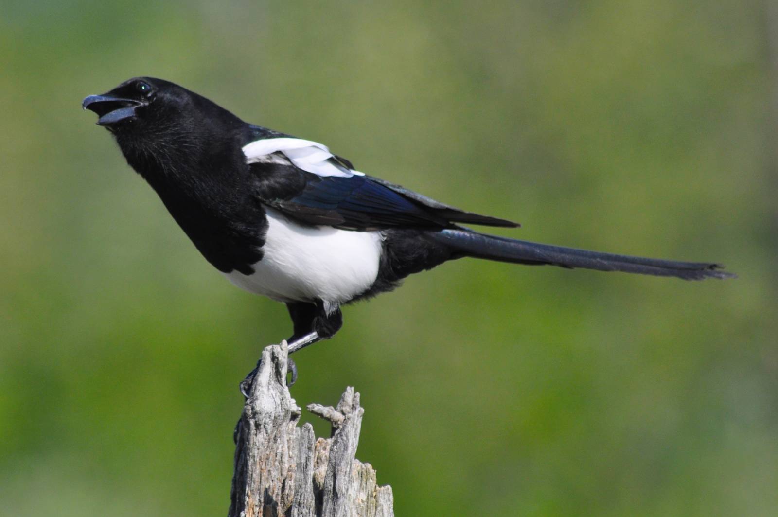 Black-billed Magpie - Alaska