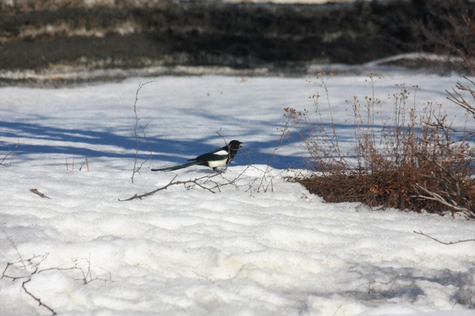 Black-billed Magpie - Alaska