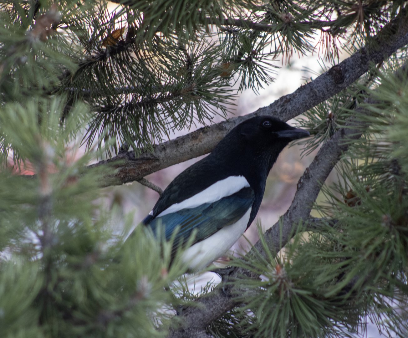 Black-billed Magpie - Alberta