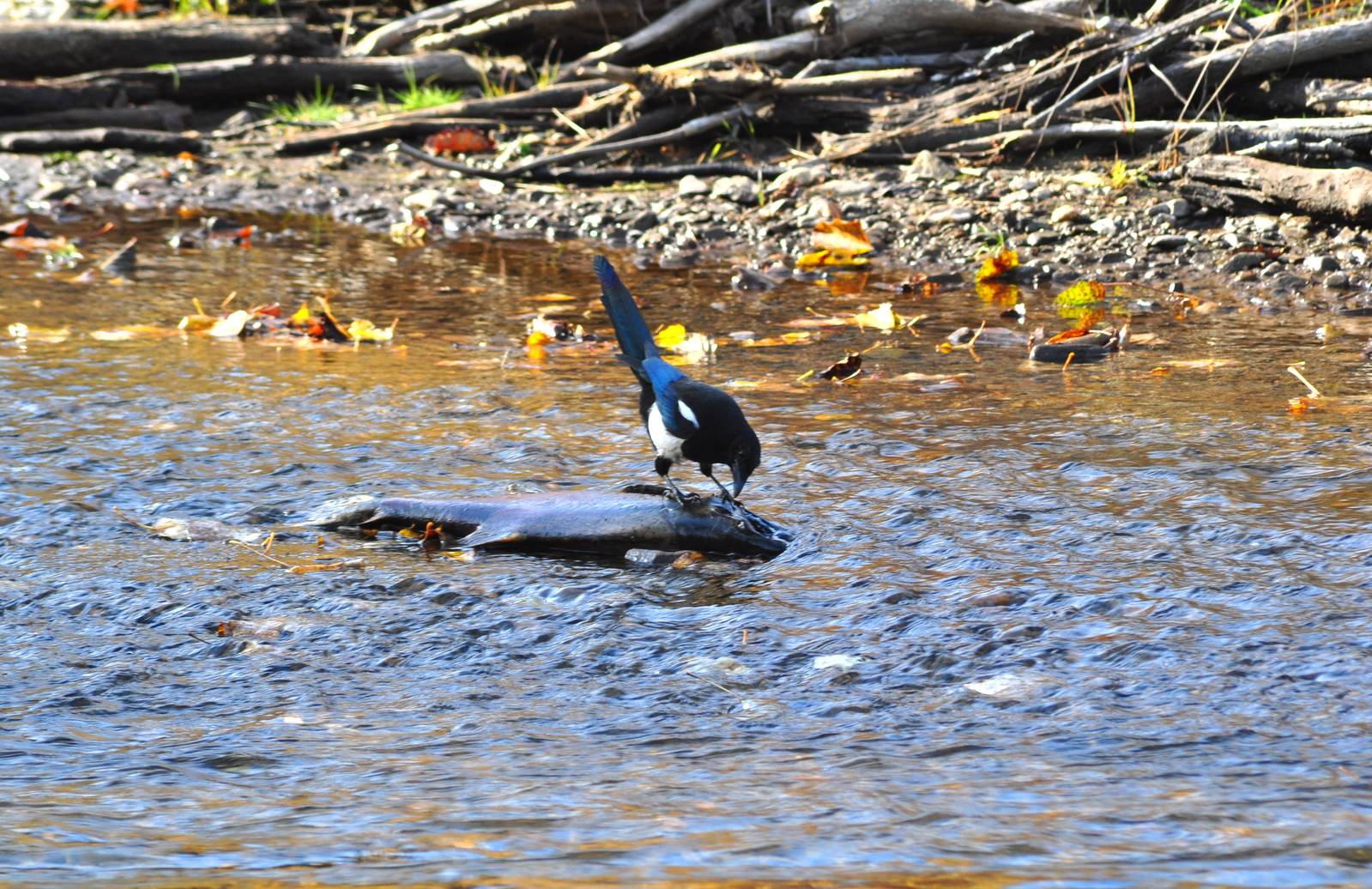Black-billed Magpie and Salmon - Alaska