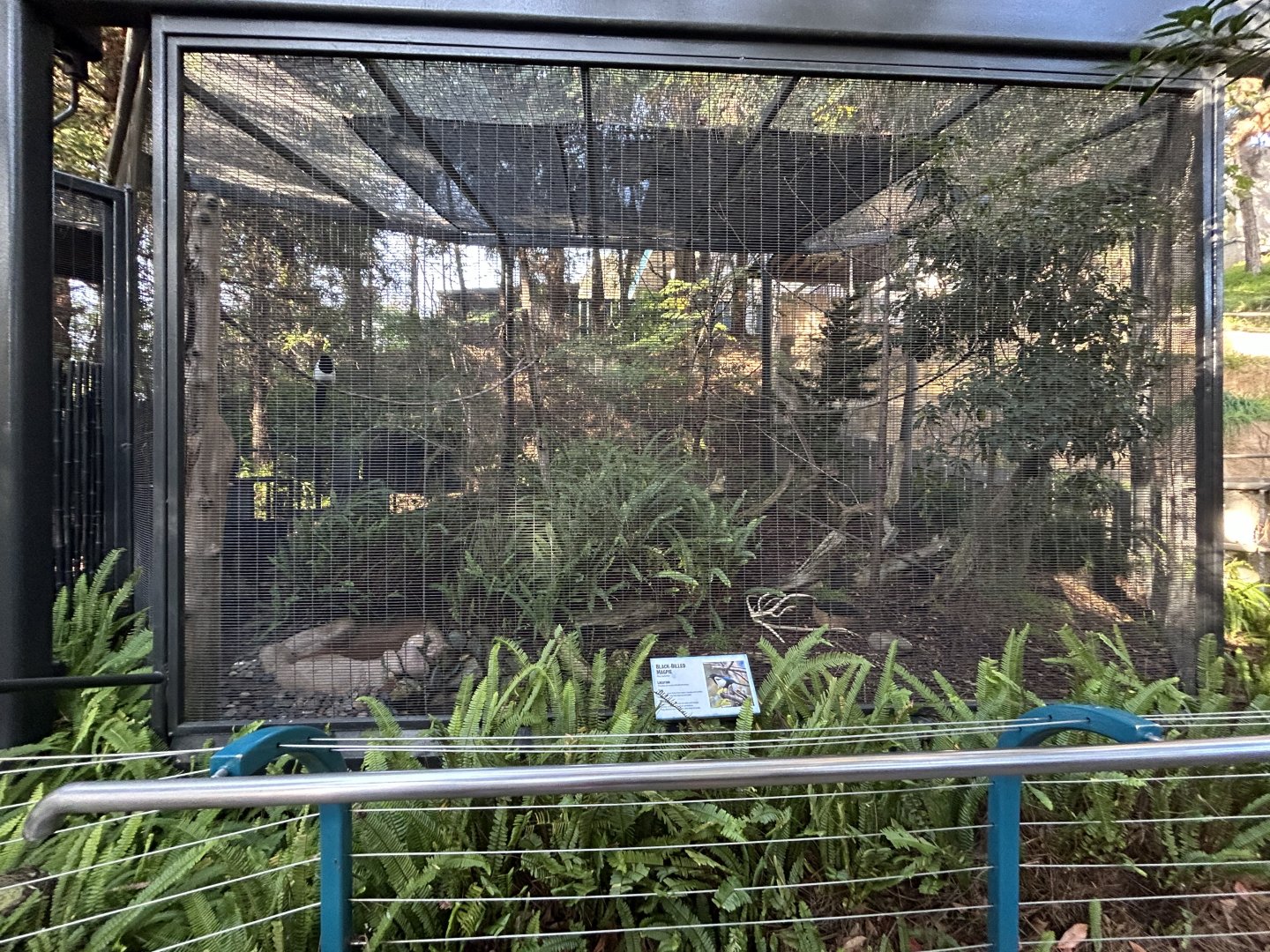 Black-billed Magpie Aviary - Polar Plunge