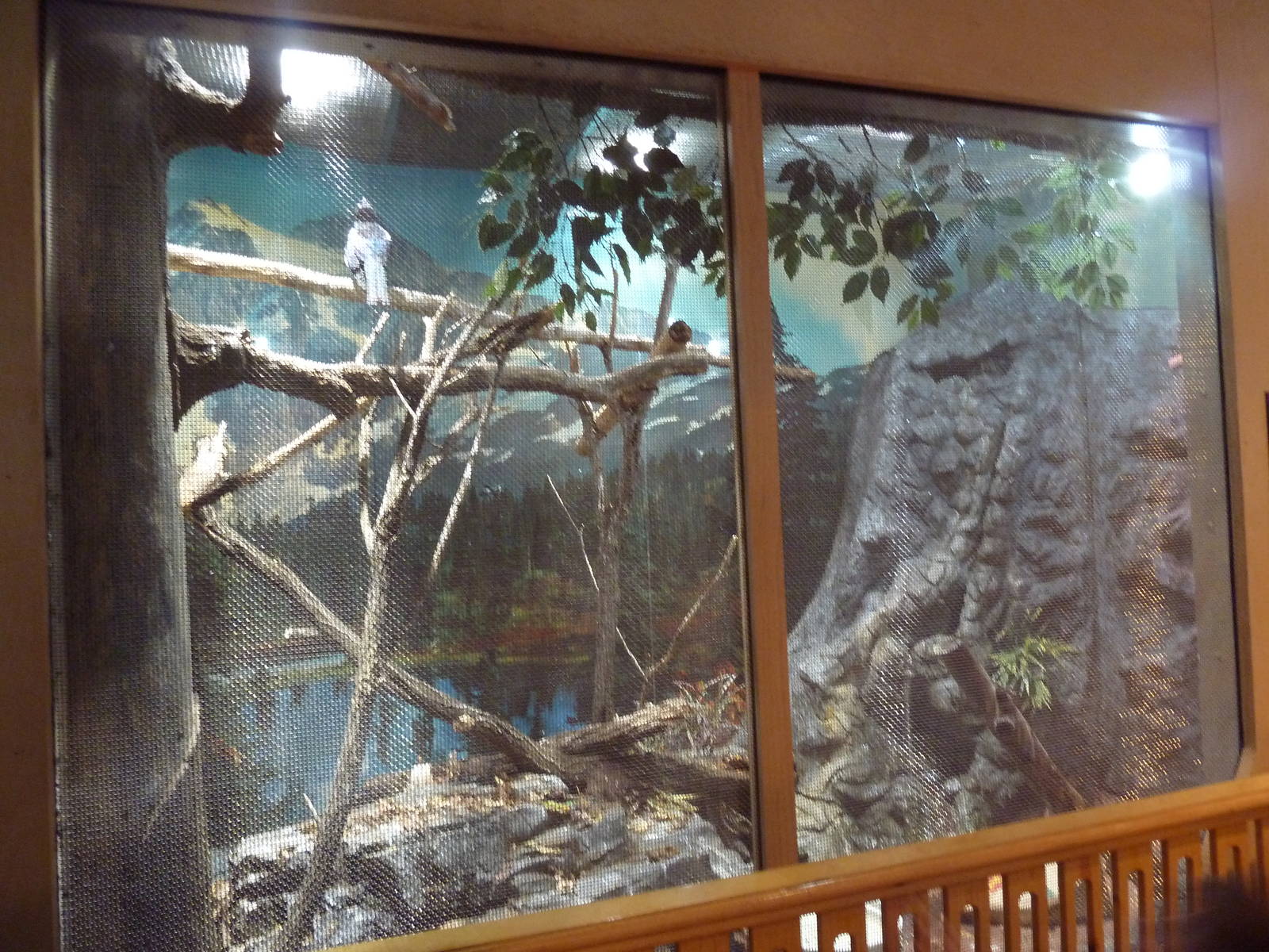 Black-Billed Magpie Aviary