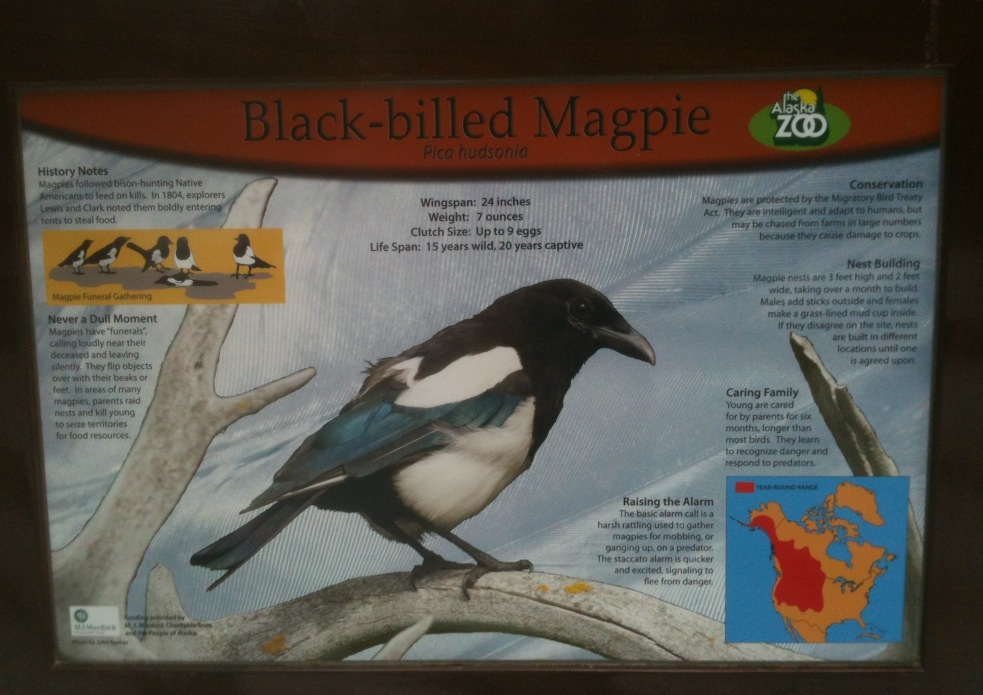 Black-billed Magpie Educational Sign