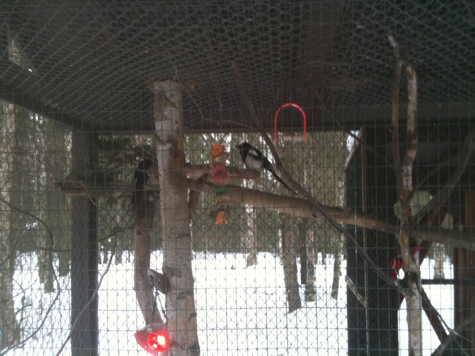 Black-billed Magpie Exhibit